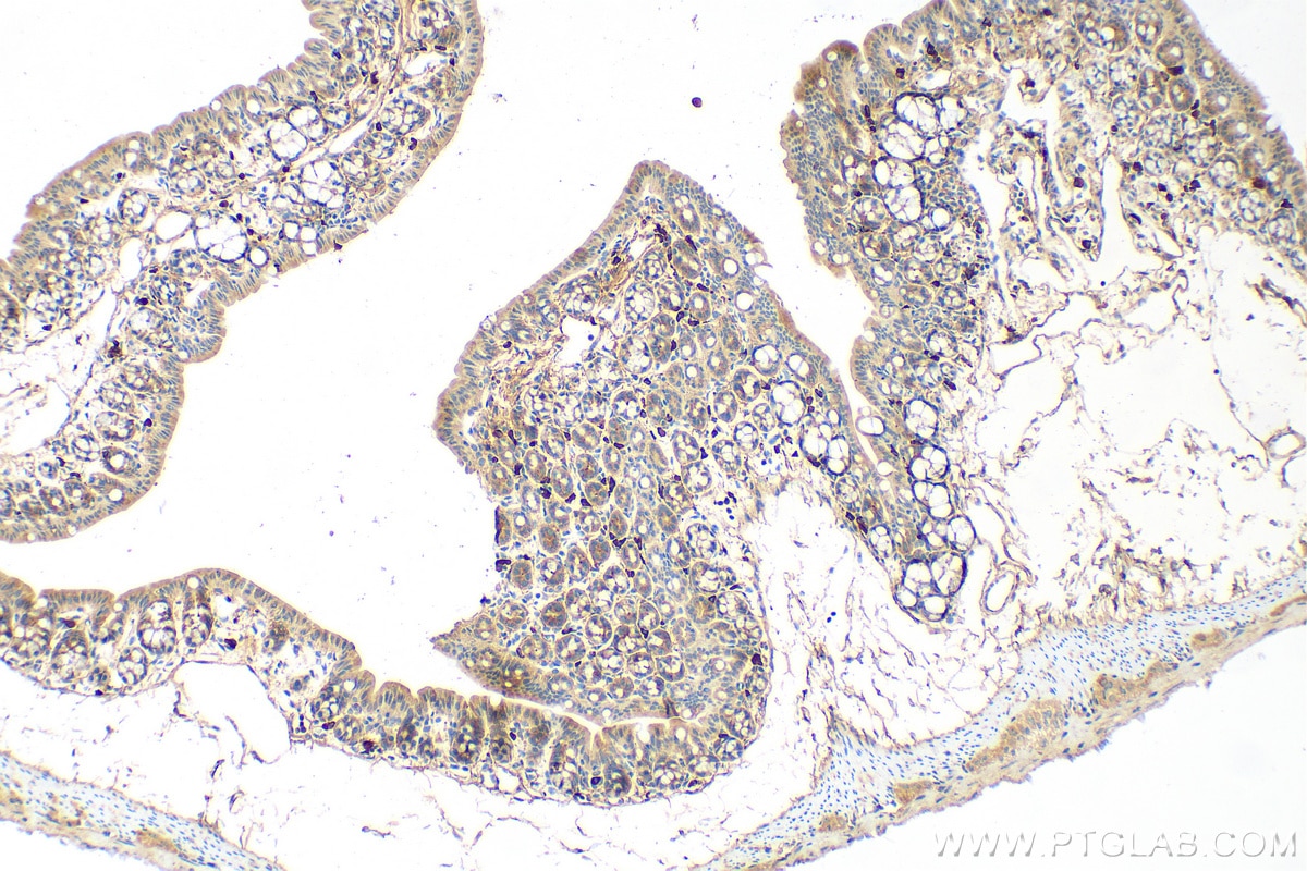 IHC staining of mouse colon using 26847-1-AP