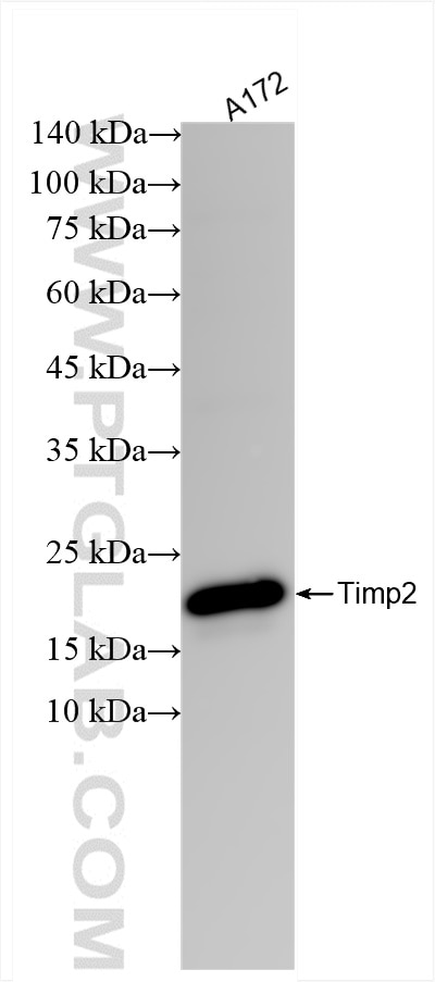 Western Blot (WB) analysis of A172 cells using TIMP2 Recombinant antibody (85882-2-RR)
