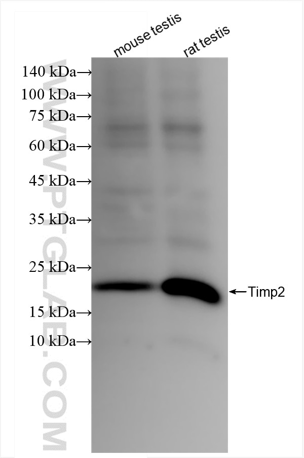 Western Blot (WB) analysis of various lysates using TIMP2 Recombinant antibody (85882-2-RR)