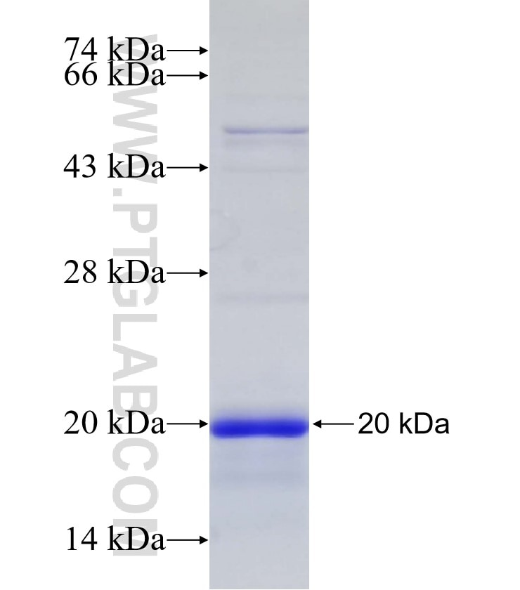 TIMP2 fusion protein Ag24436 SDS-PAGE