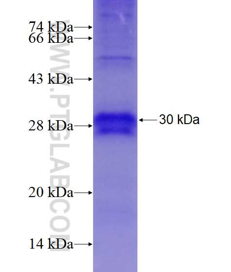 TIMP2 fusion protein Ag10051 SDS-PAGE
