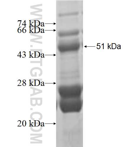 TINAGL1 fusion protein Ag2721 SDS-PAGE