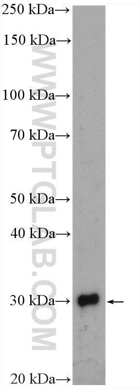 Western Blot (WB) analysis of Caco-2 cells using TINP1 Polyclonal antibody (16230-1-AP)