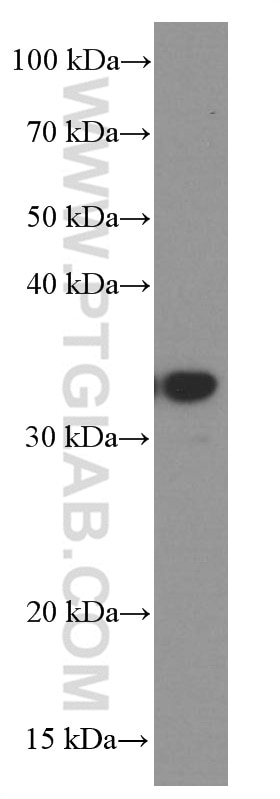 Western Blot (WB) analysis of HEK-293 cells using TINP1 Monoclonal antibody (66374-1-Ig)