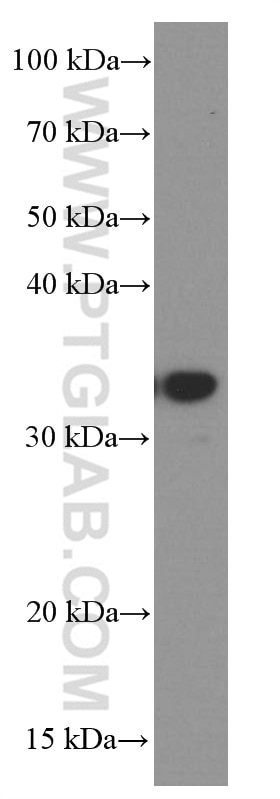 WB analysis of HEK-293 using 66374-1-Ig