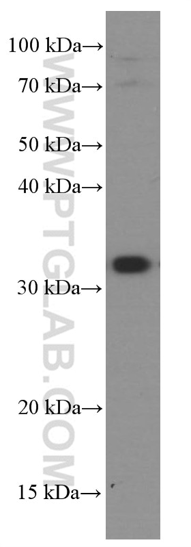 Western Blot (WB) analysis of HepG2 cells using TINP1 Monoclonal antibody (66374-1-Ig)