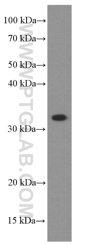 Western Blot (WB) analysis of L02 cells using TINP1 Monoclonal antibody (66374-1-Ig)