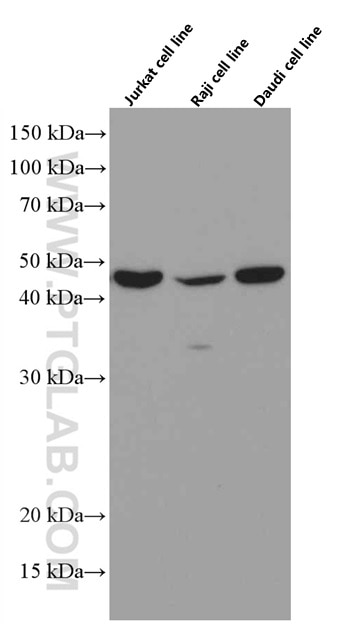 Western Blot (WB) analysis of various lysates using TIP47 Monoclonal antibody (66523-1-Ig)