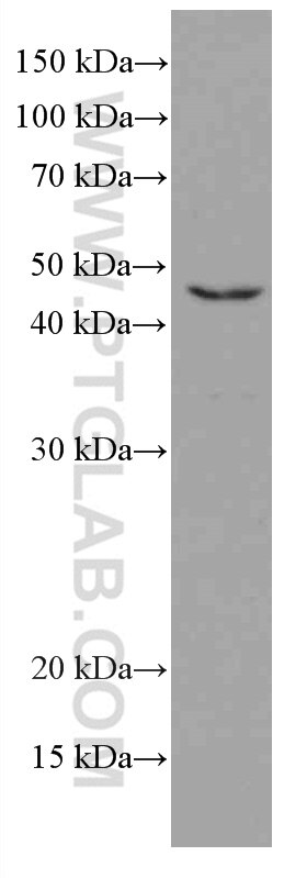Western Blot (WB) analysis of HeLa cells using TIP47 Monoclonal antibody (66523-1-Ig)