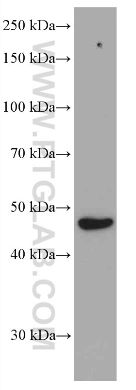 Western Blot (WB) analysis of Jurkat cells using TIP47 Monoclonal antibody (66523-1-Ig)