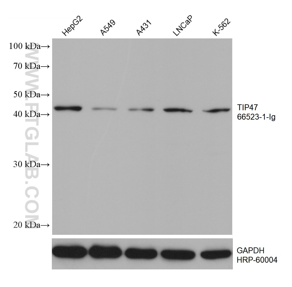 Western Blot (WB) analysis of various lysates using TIP47 Monoclonal antibody (66523-1-Ig)
