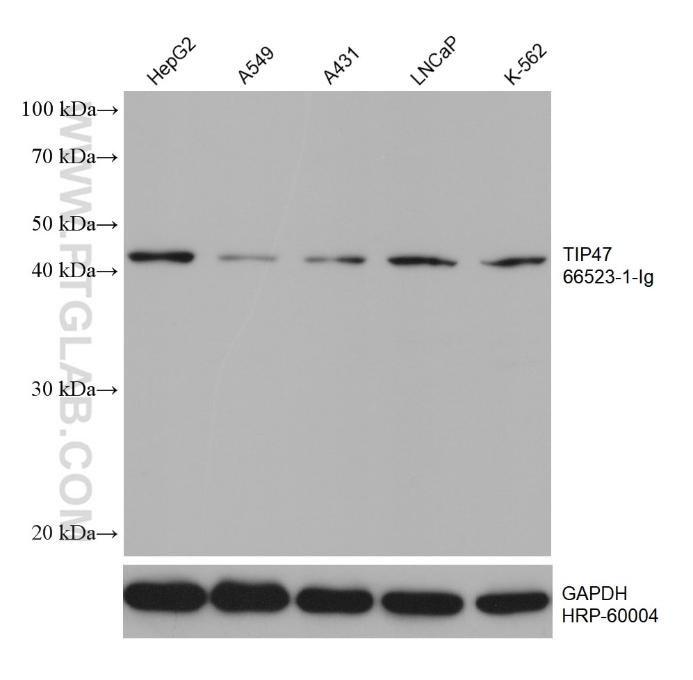 WB analysis using 66523-1-Ig