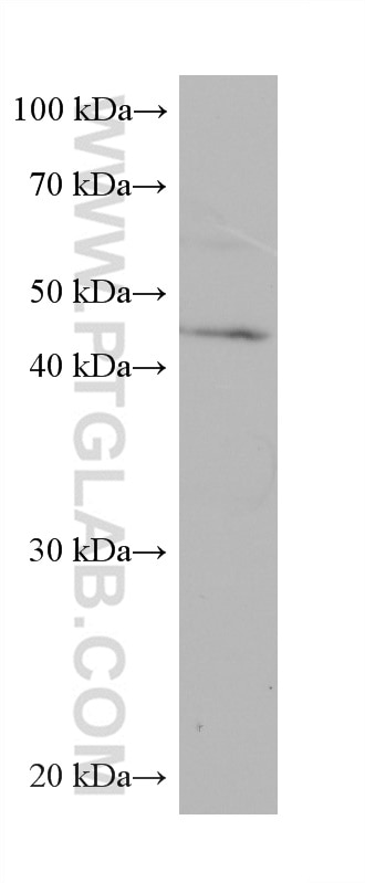 Western Blot (WB) analysis of U2OS cells using TIP47 Monoclonal antibody (66523-1-Ig)