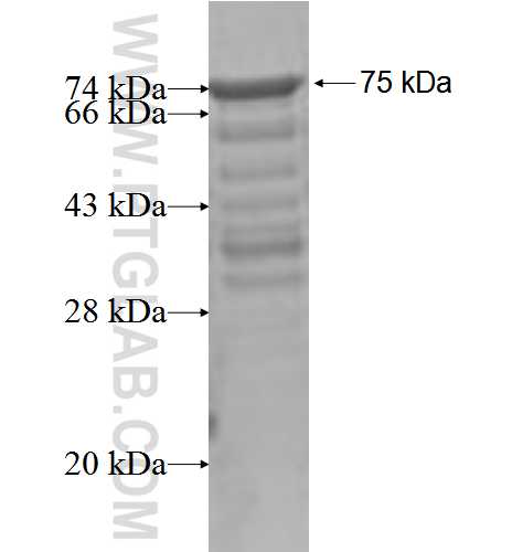 TIPIN fusion protein Ag2595 SDS-PAGE