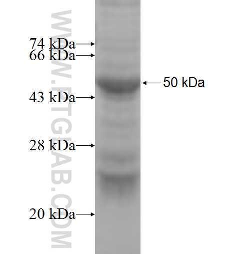 TIPRL fusion protein Ag8780 SDS-PAGE