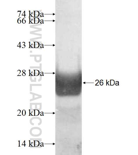 TIPRL fusion protein Ag8951 SDS-PAGE