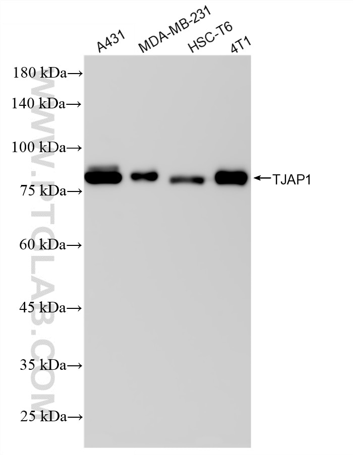 WB analysis using 87106-3-RR Western Blot (WB) analysis of various lysates using TJAP1 Recombinant monoclonal antibody (87106-3-RR)