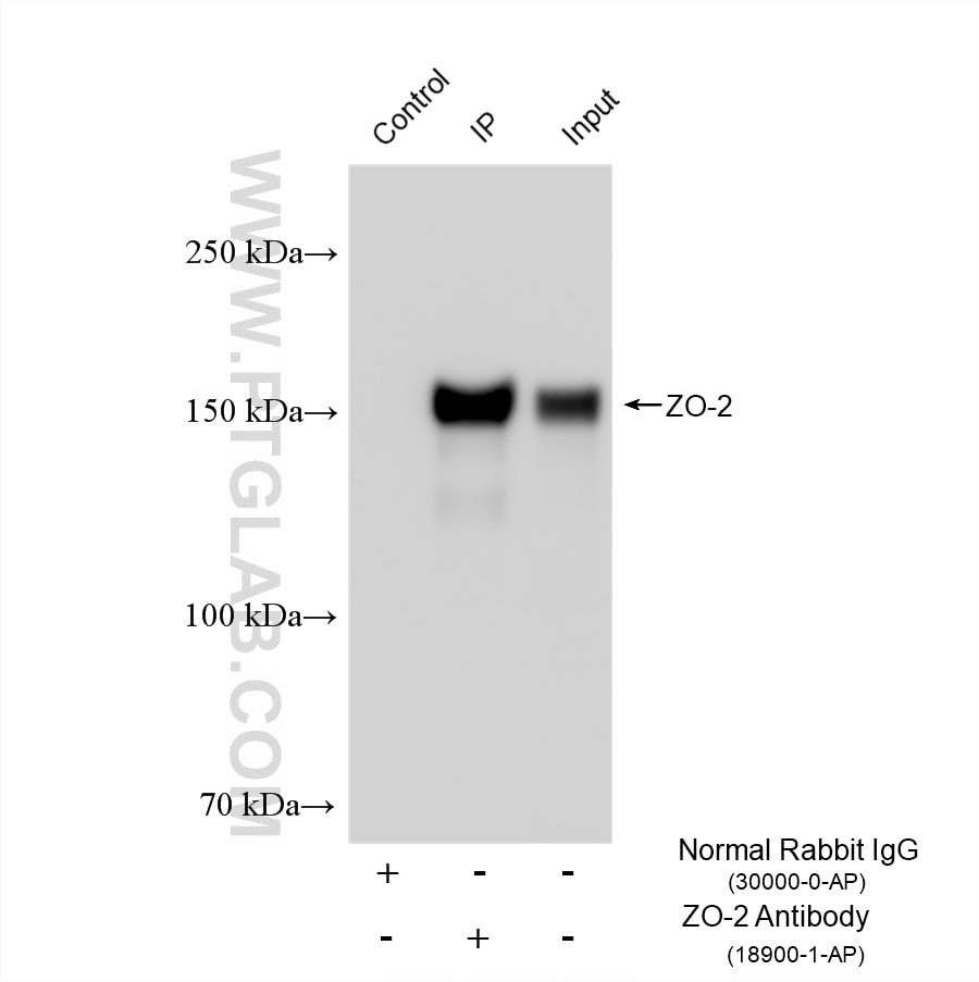Immunoprecipitation (IP) experiment of HepG2 cells using ZO-2 Polyclonal antibody (18900-1-AP)