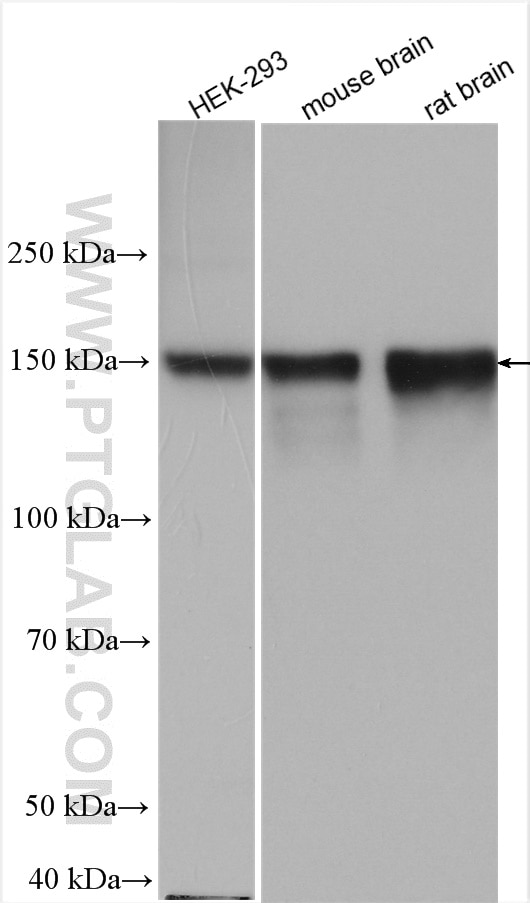 Western Blot (WB) analysis of various lysates using ZO-2 Polyclonal antibody (18900-1-AP)