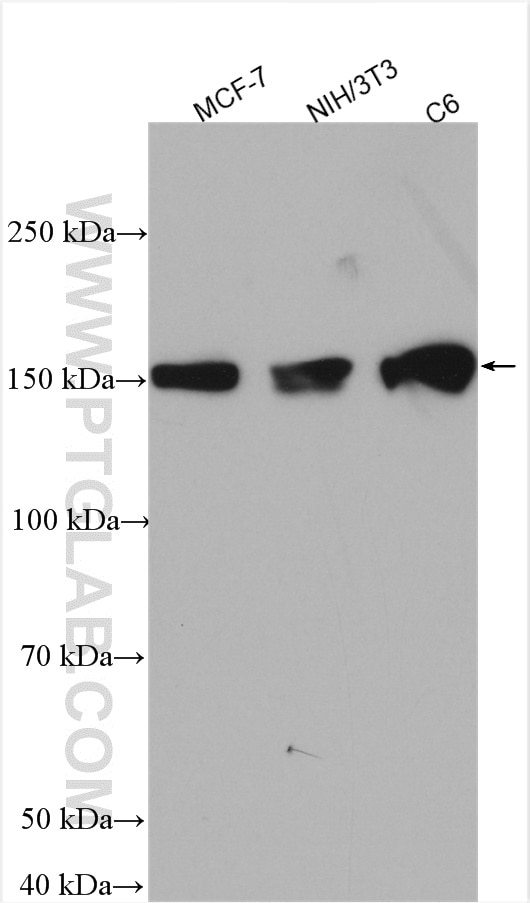 Western Blot (WB) analysis of various lysates using ZO-2 Polyclonal antibody (18900-1-AP)