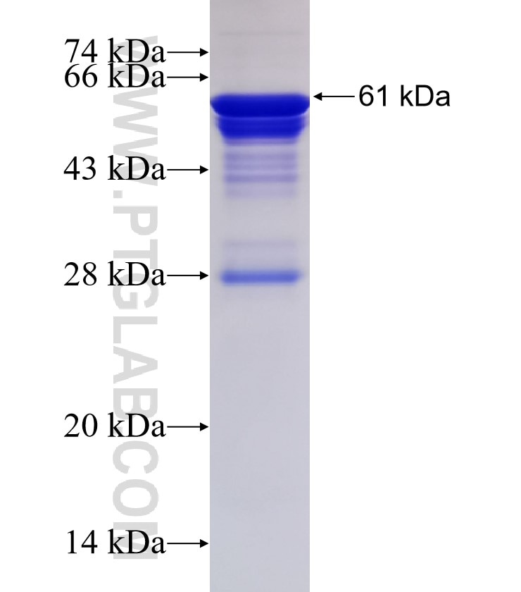 TJP2 fusion protein Ag13534 SDS-PAGE