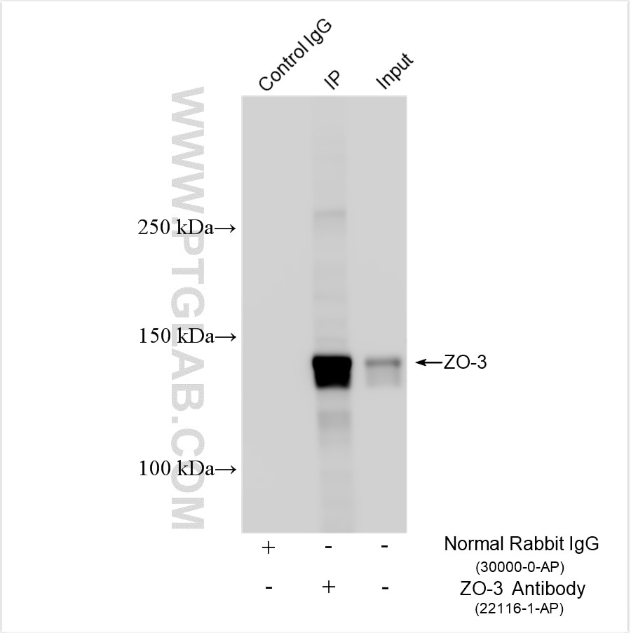 Immunoprecipitation (IP) experiment of HT-29 cells using ZO-3 Polyclonal antibody (22116-1-AP)