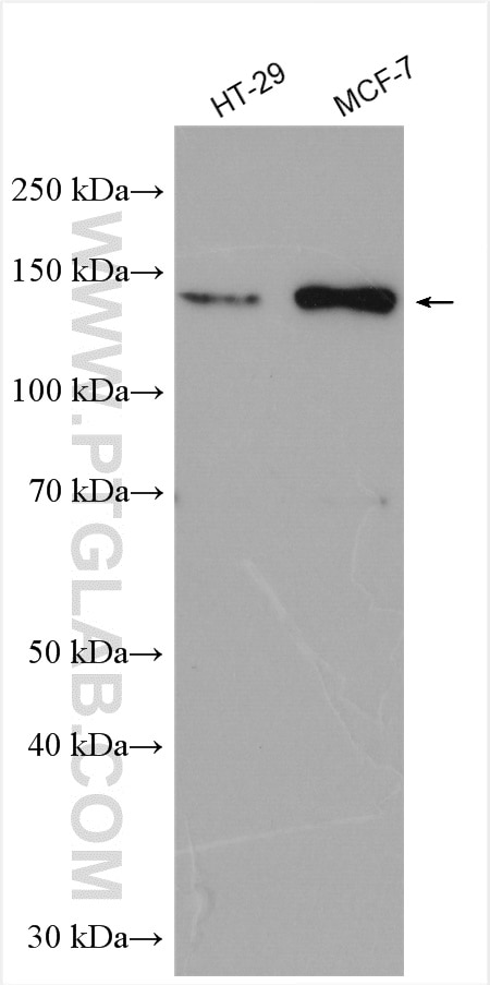 Western Blot (WB) analysis of various lysates using ZO-3 Polyclonal antibody (22116-1-AP)