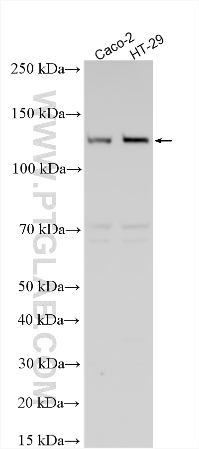 WB analysis using 22116-1-AP Western Blot (WB) analysis of various lysates using ZO-3 Polyclonal antibody (22116-1-AP)