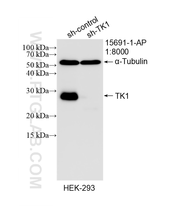 Western Blot (WB) analysis of HEK-293 cells using TK1 Polyclonal antibody (15691-1-AP)