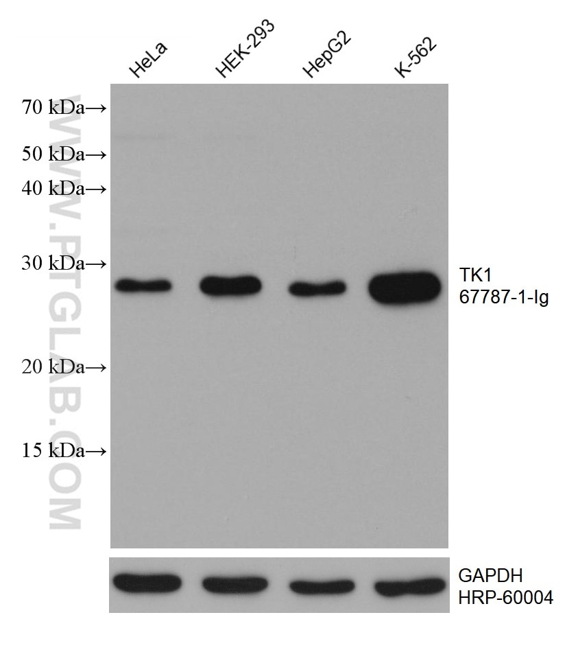 WB analysis using 67787-1-Ig