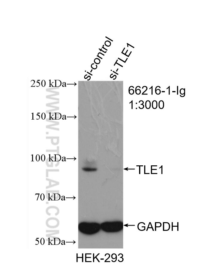 Western Blot (WB) analysis of HEK-293 cells using TLE1 Monoclonal antibody (66216-1-Ig)