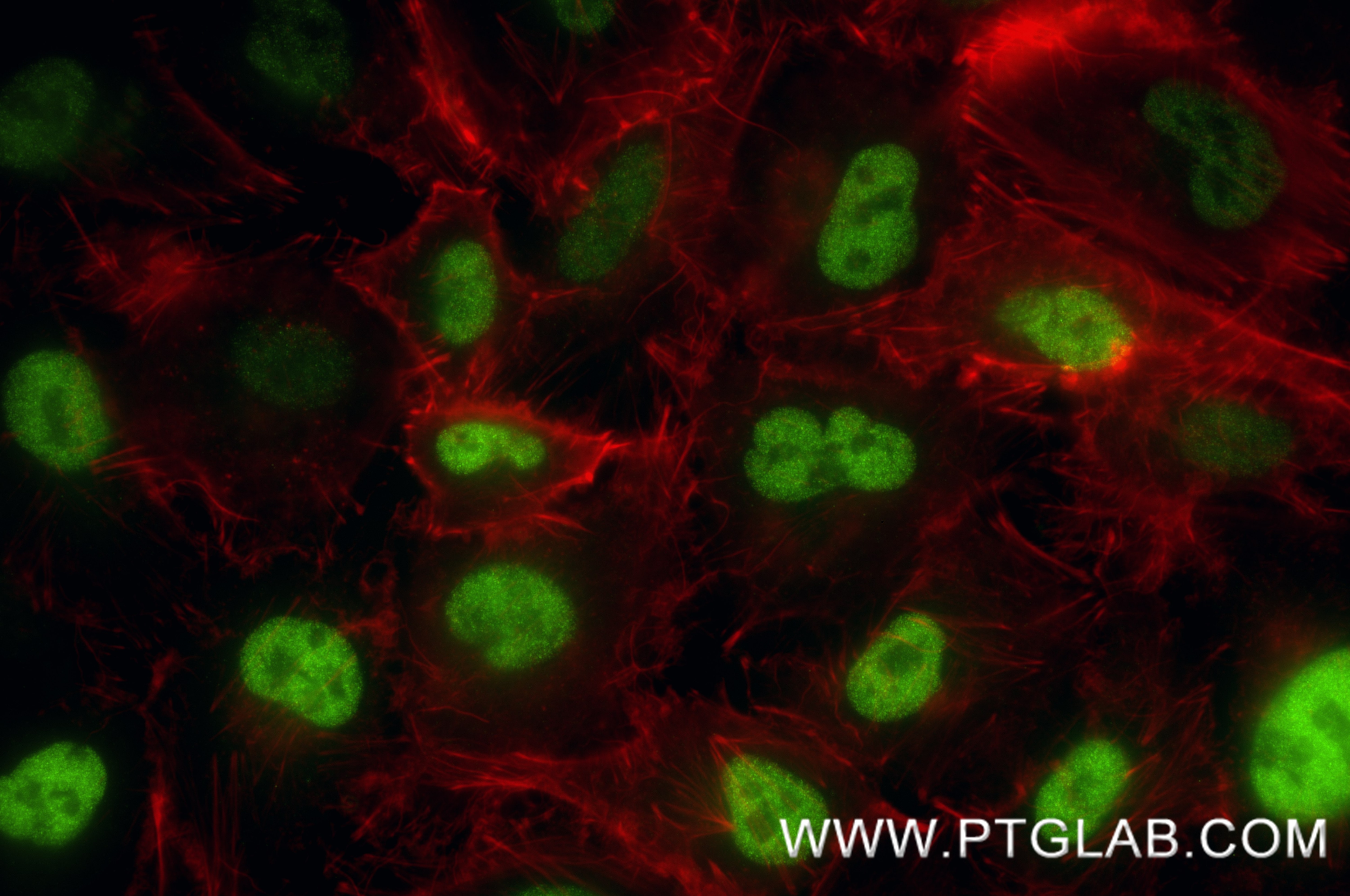 IF Staining of A549 using 87332-1-RR (same clone as 87332-1-PBS) Immunofluorescence (IF) / fluorescent staining of A549 cells using TLE1 Recombinant monoclonal antibody (87332-1-RR)
