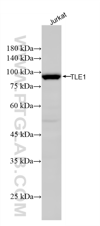 Western Blot (WB) analysis of Jurkat cells using TLE1 Recombinant monoclonal antibody (87332-1-RR)
