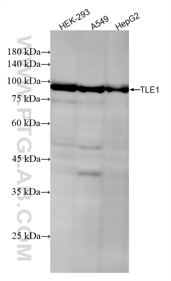 Western Blot (WB) analysis of various lysates using TLE1 Recombinant monoclonal antibody (87332-1-RR)
