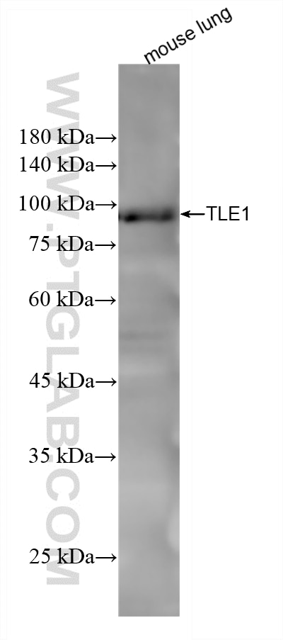 Western Blot (WB) analysis of mouse lung tissue using TLE1 Recombinant monoclonal antibody (87332-1-RR)