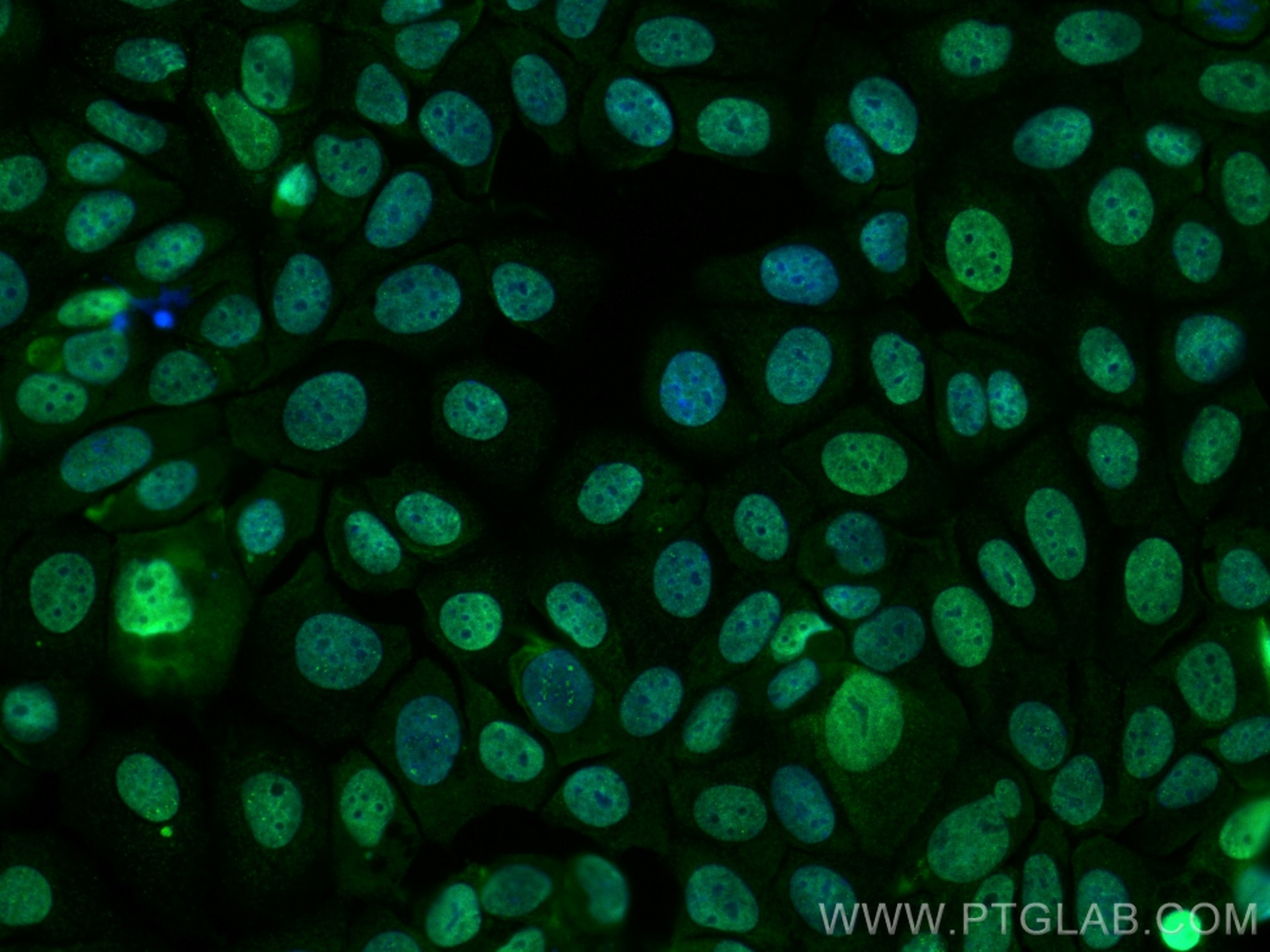 Immunofluorescence (IF) / fluorescent staining of MCF-7 cells using CoraLite® Plus 488-conjugated TLE1 Monoclonal anti (CL488-66216)