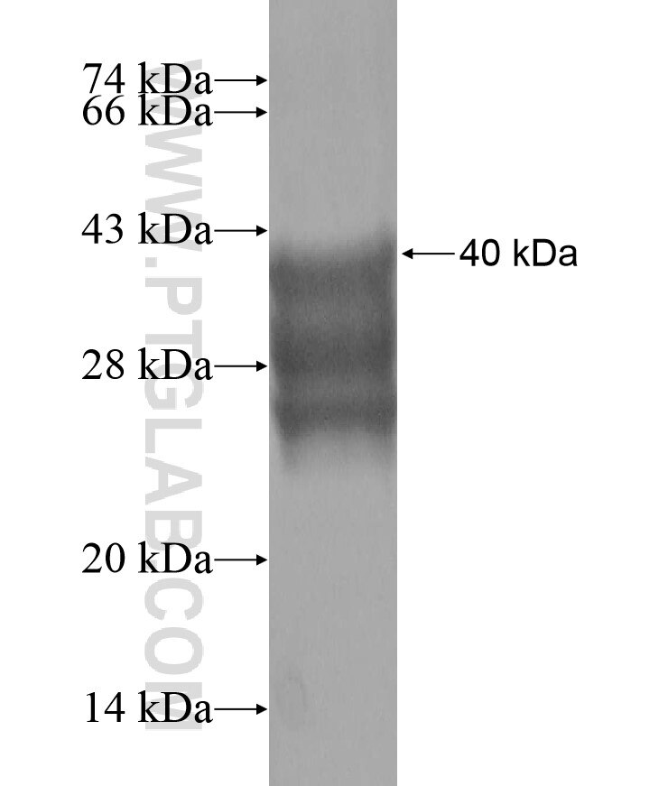 TLE1 fusion protein Ag17299 SDS-PAGE