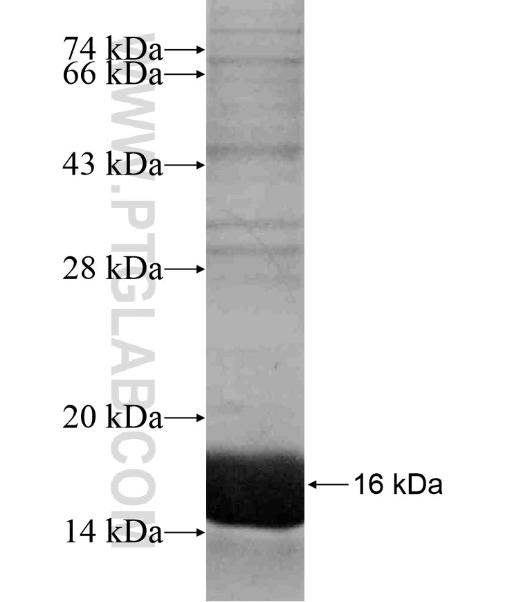 TLE1 fusion protein Ag17452 SDS-PAGE