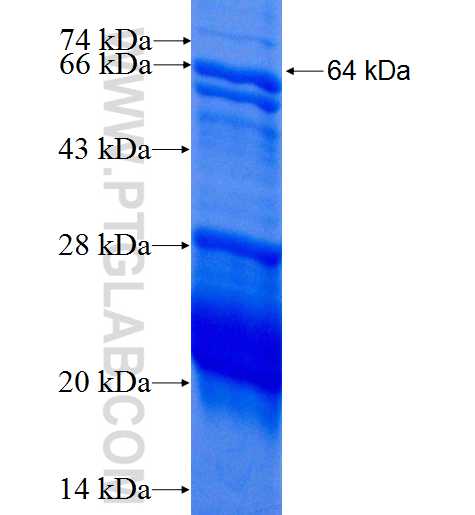 TLE1 fusion protein Ag1801 SDS-PAGE