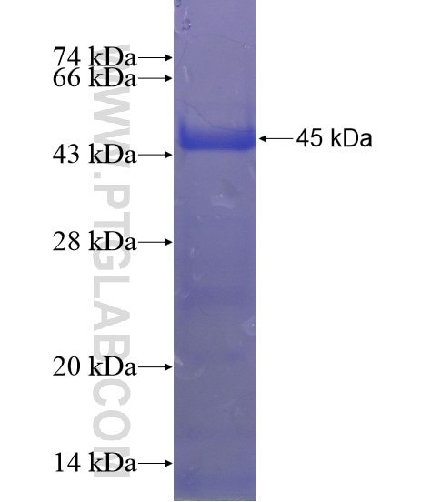 TLE1 fusion protein Ag21327 SDS-PAGE