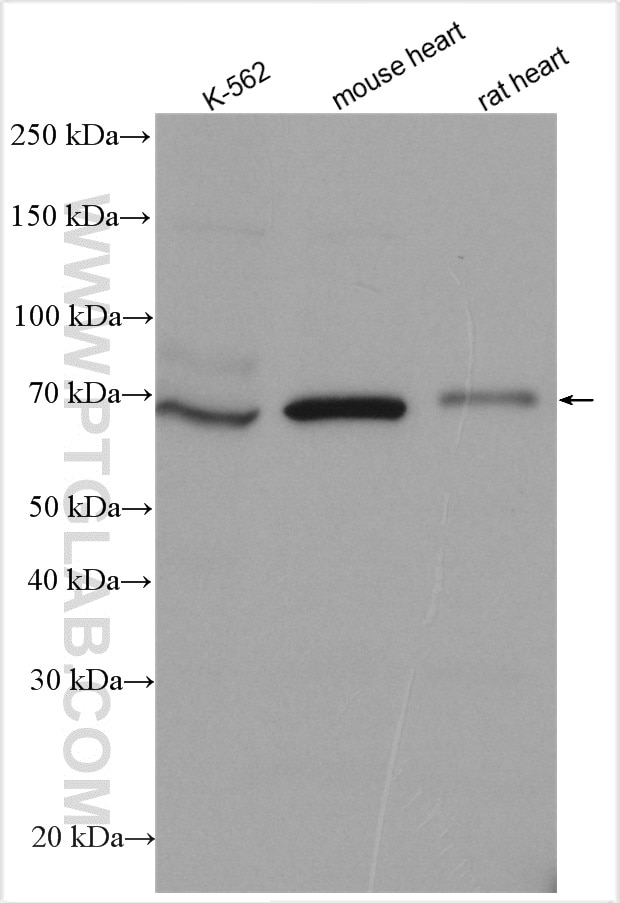 Western Blot (WB) analysis of various lysates using TLE2 Polyclonal antibody (28623-1-AP)