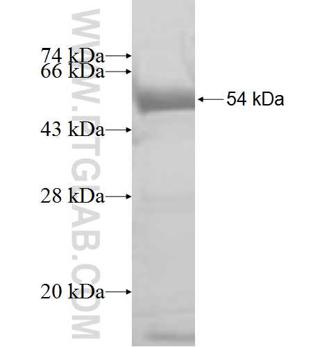 TLE2 fusion protein Ag8930 SDS-PAGE