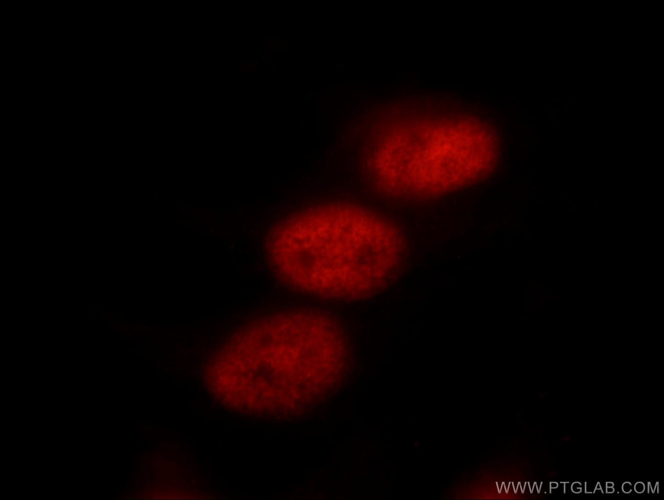 Immunofluorescence (IF) / fluorescent staining of HepG2 cells using TLE3 Polyclonal antibody (11372-1-AP)