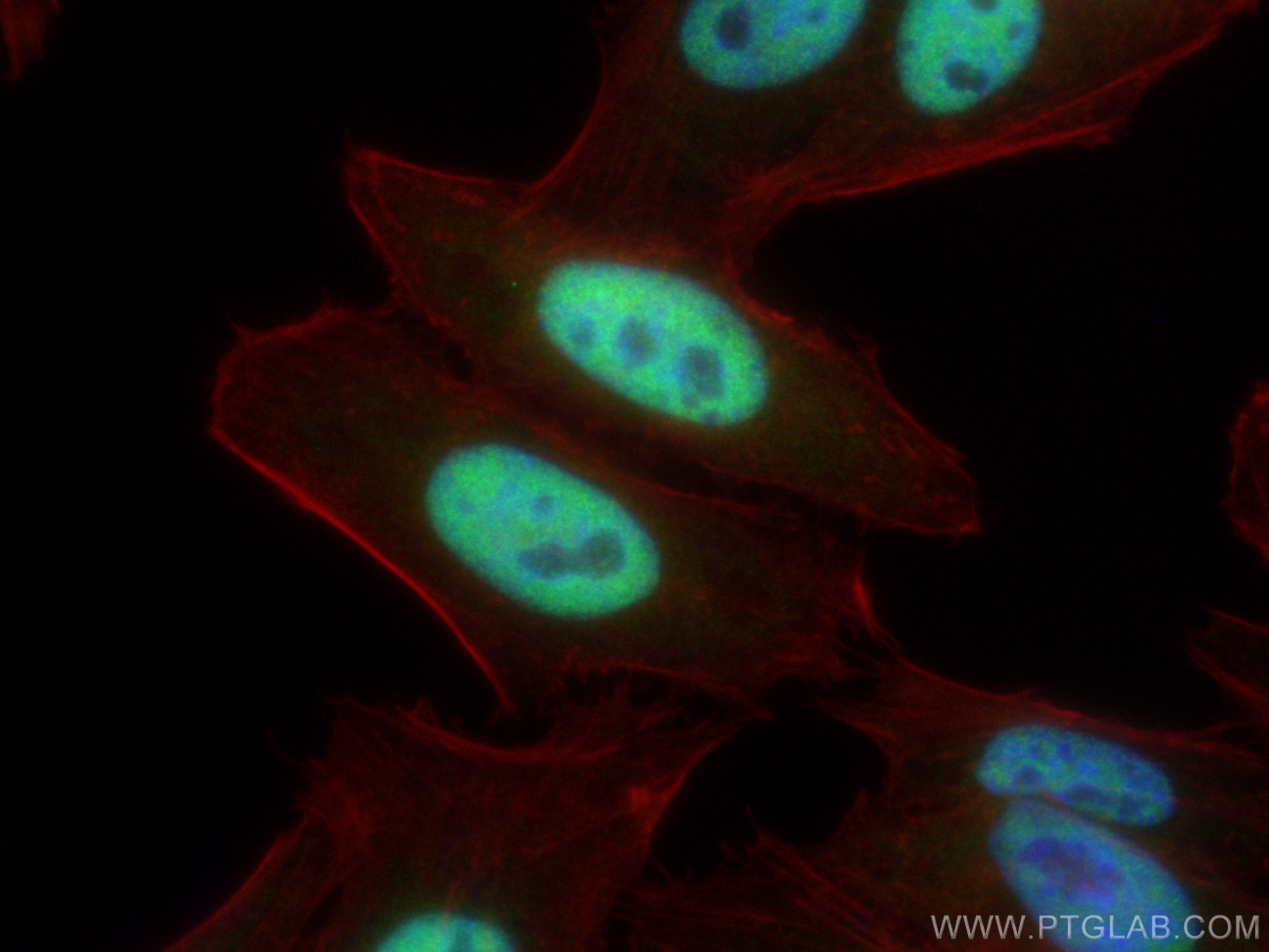 Immunofluorescence (IF) / fluorescent staining of HepG2 cells using TLE3 Polyclonal antibody (11372-1-AP)