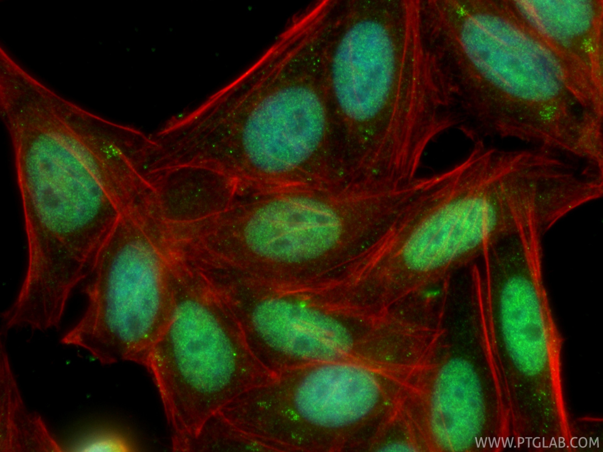 Immunofluorescence (IF) / fluorescent staining of HepG2 cells using TLE3 Polyclonal antibody (11372-1-AP)