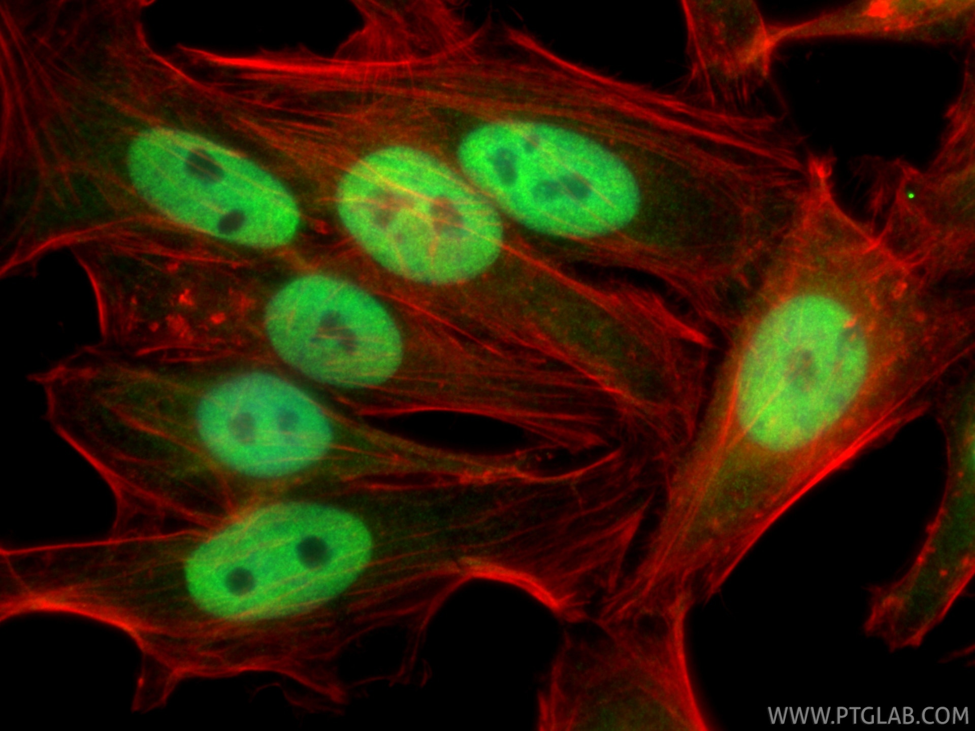 Immunofluorescence (IF) / fluorescent staining of HepG2 cells using TLE3 Polyclonal antibody (11372-1-AP)