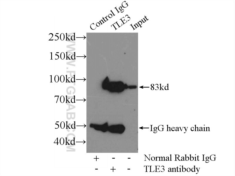Immunoprecipitation (IP) experiment of HeLa cells using TLE3 Polyclonal antibody (11372-1-AP)