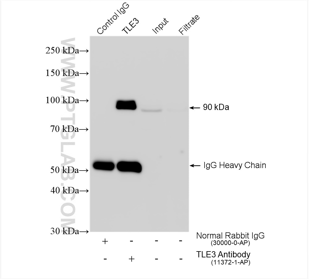 Immunoprecipitation (IP) experiment of HepG2 cells using TLE3 Polyclonal antibody (11372-1-AP)