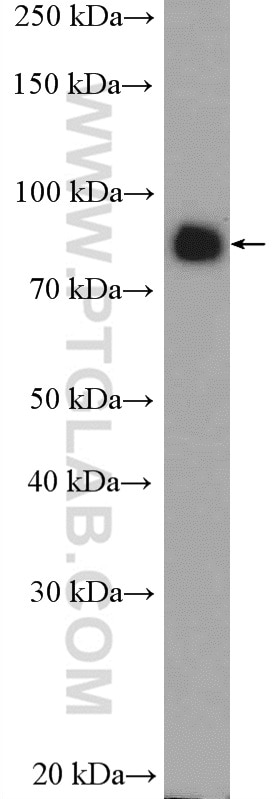 Western Blot (WB) analysis of HepG2 cells using TLE3 Polyclonal antibody (11372-1-AP)