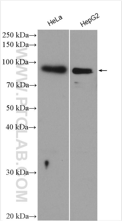 Western Blot (WB) analysis of various lysates using TLE3 Polyclonal antibody (11372-1-AP)